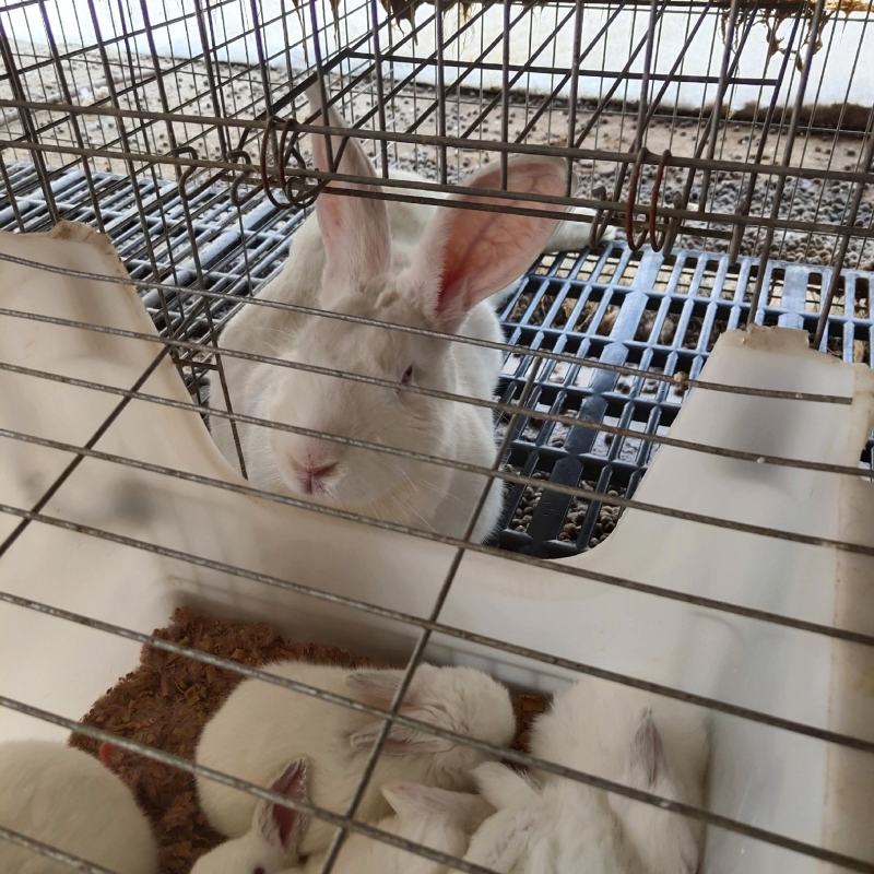 纯种新西兰兔种兔生长速度快抗病力强包教技术包回收