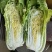 白菜夏阳白菜上市质量保证一手货源价格优欢迎电话咨询