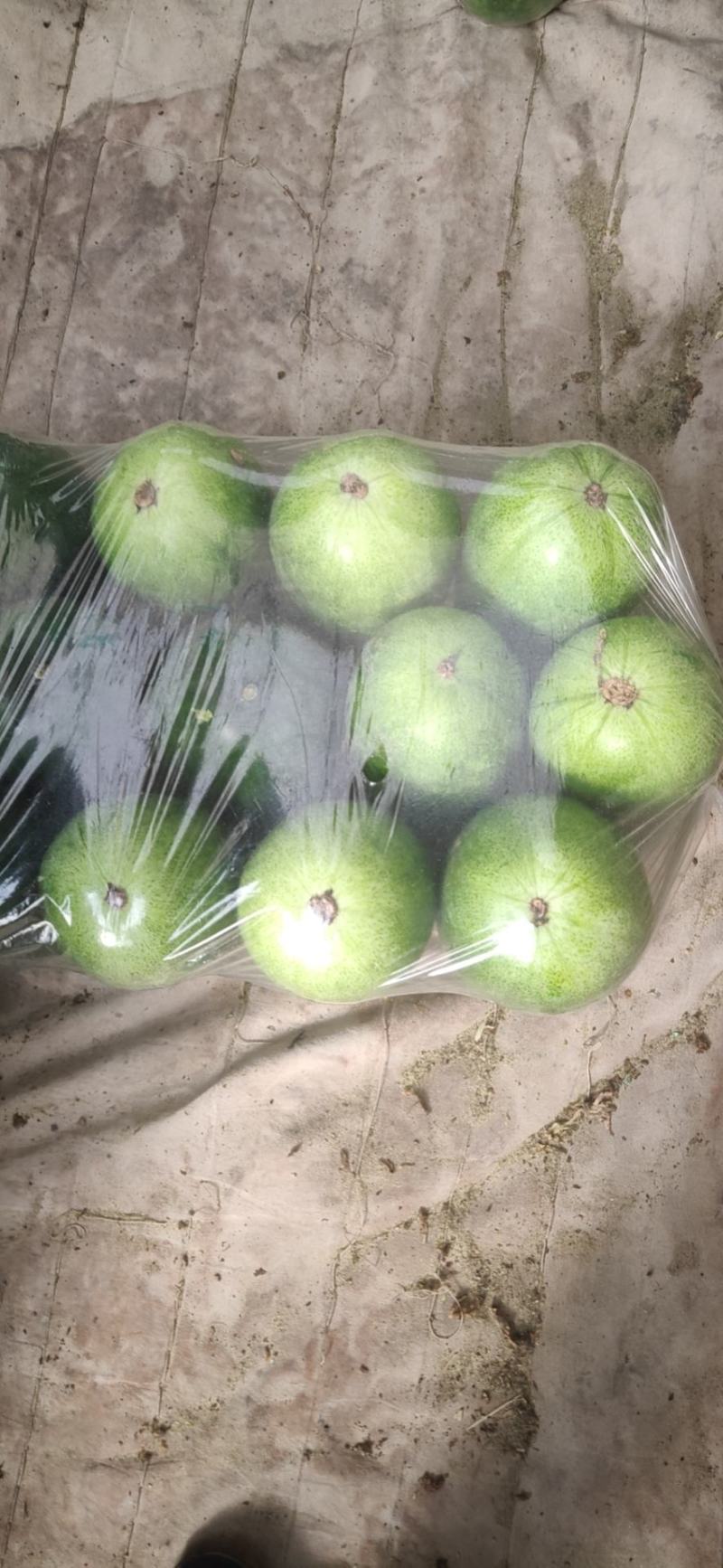 山东莘县高质量绿皮小冬瓜
