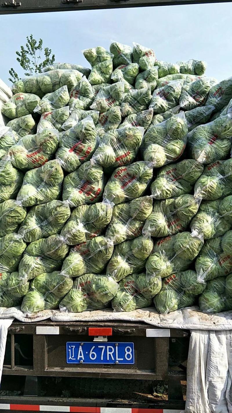 甘蓝产地直销，大量供应，质量很好，合作共赢