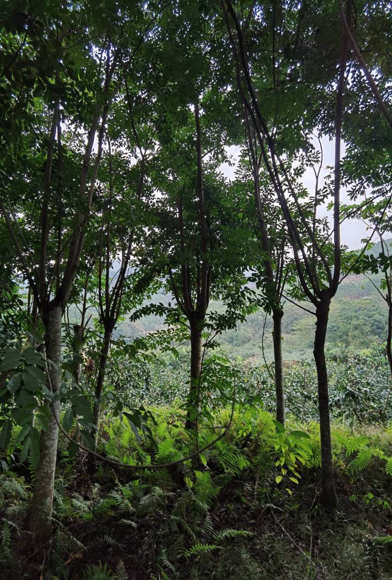 仪花仪花仪花地苗全冠骨架