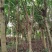 仪花仪花仪花地苗全冠骨架