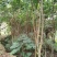 仪花仪花仪花地苗全冠骨架