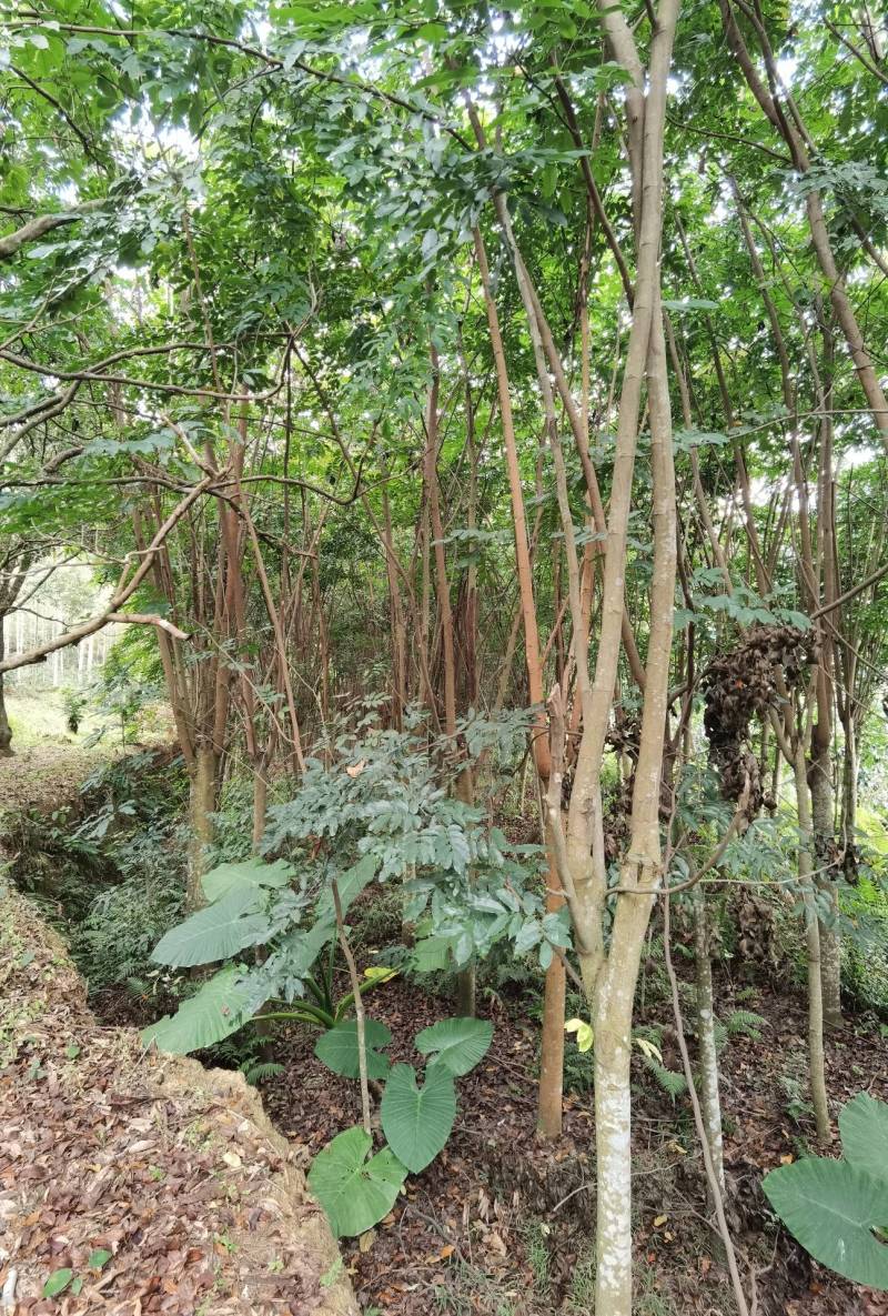仪花仪花仪花地苗全冠骨架