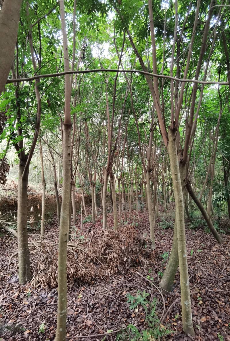 仪花仪花仪花地苗全冠骨架