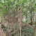 仪花仪花仪花地苗全冠骨架