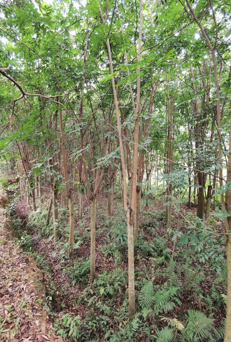 仪花仪花仪花地苗全冠骨架