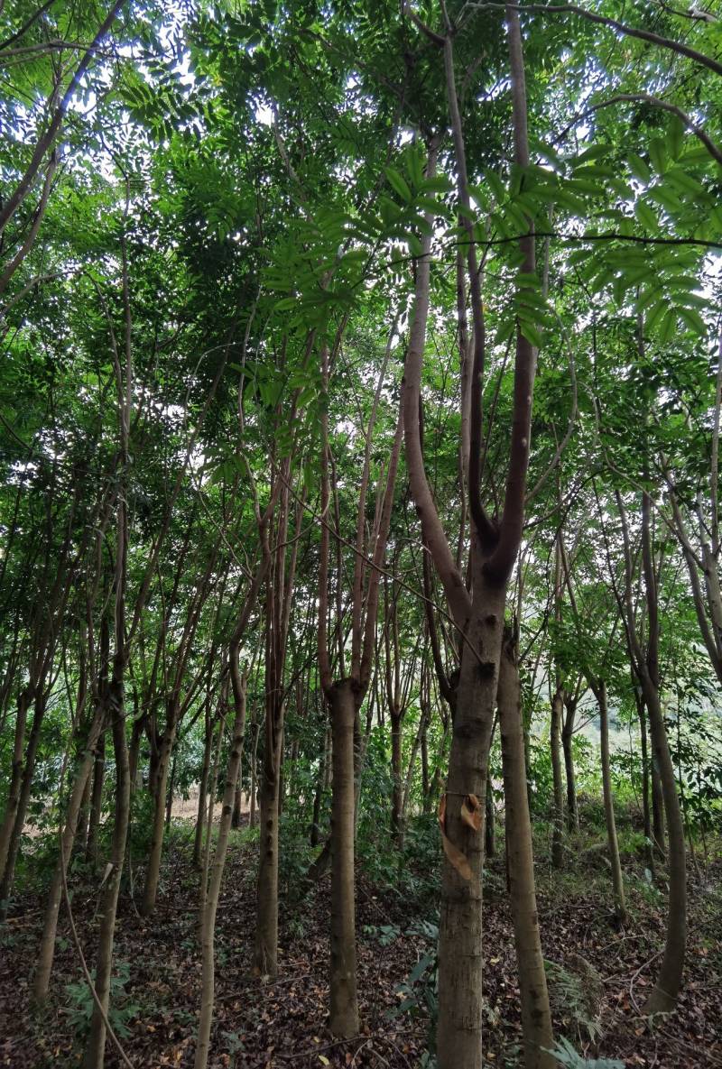 仪花仪花仪花地苗全冠骨架