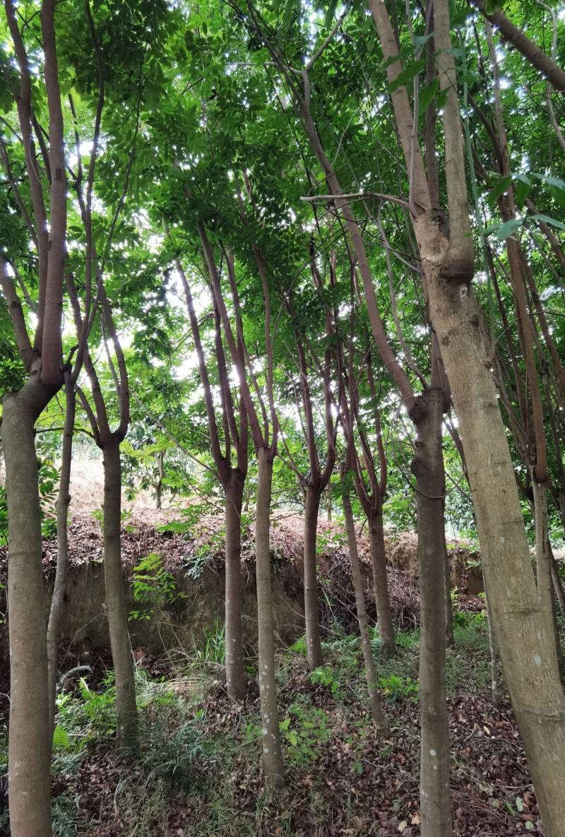仪花仪花仪花地苗全冠骨架