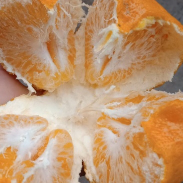 耙耙柑大量走货价钱平意。有需要的请连糸我