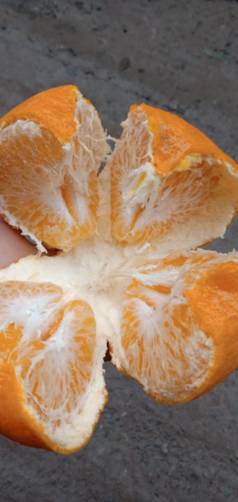 耙耙柑大量走货价钱平意。有需要的请连糸我