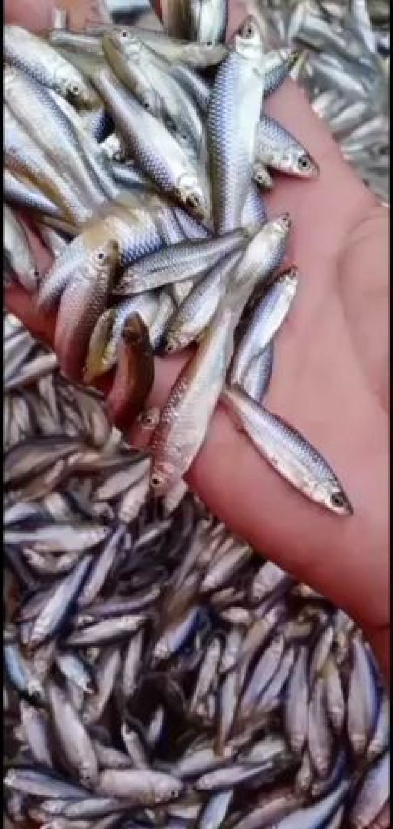 鲜活麦穗鱼，，，，，