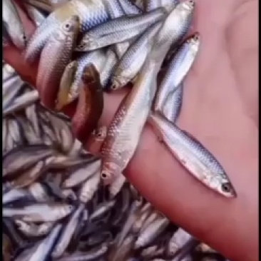 鲜活麦穗鱼，，，，，