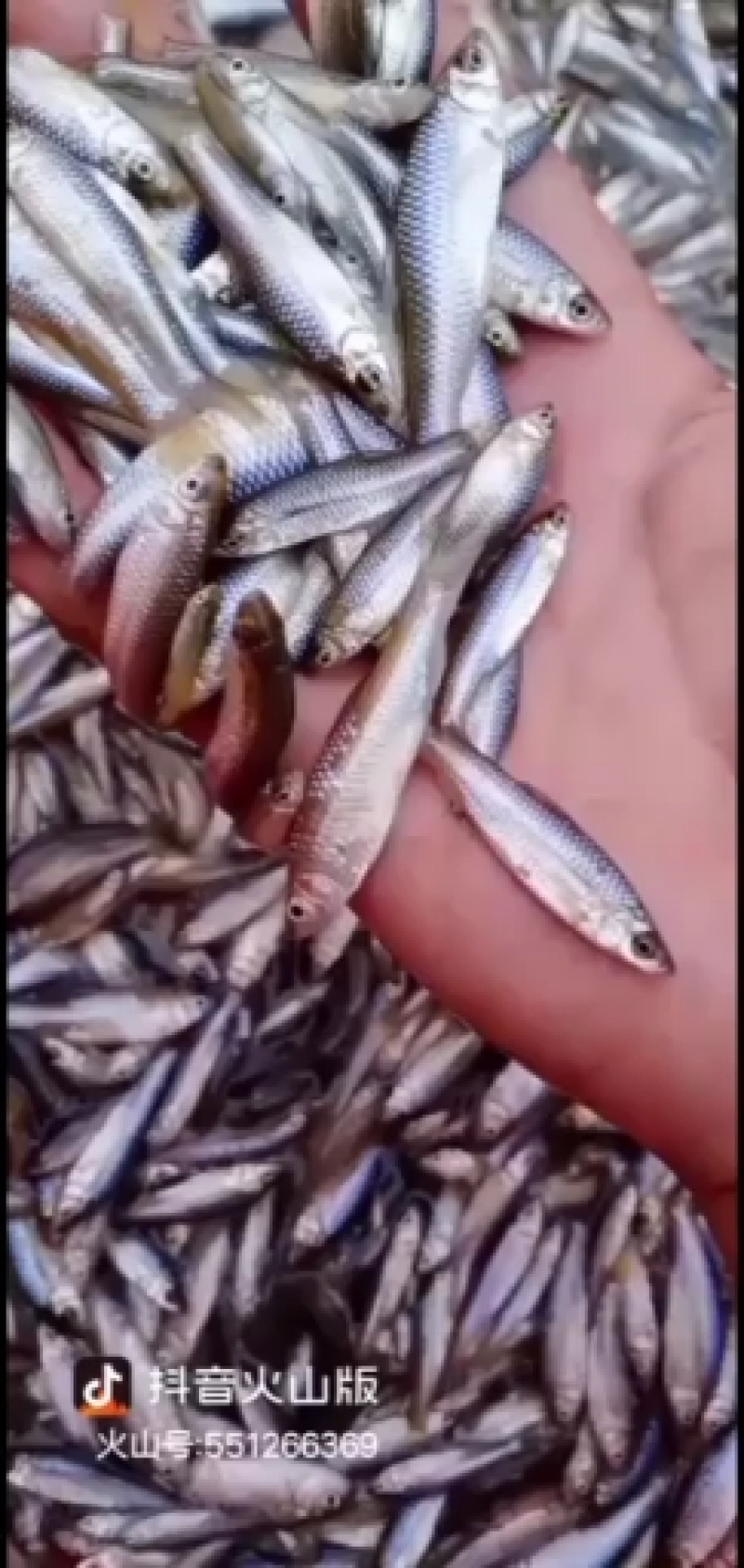 鲜活麦穗鱼，，，，，