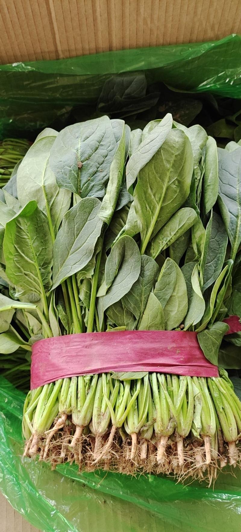 大叶菠菜，20~25厘米【基地直发】可视频看货