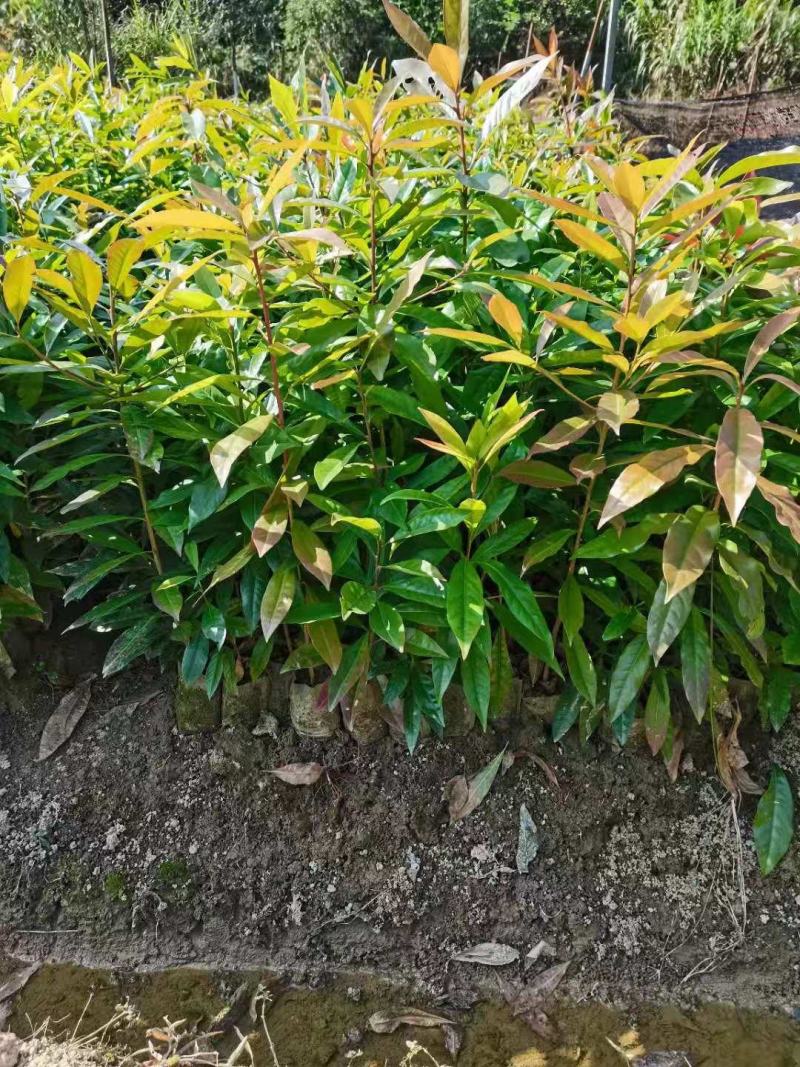 木荷杯苗裸根苗，1-3公分木荷海量供应，现货批发