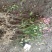 【基地发货】南天竹红天竹工程苗35/60高绿篱的调节师价低