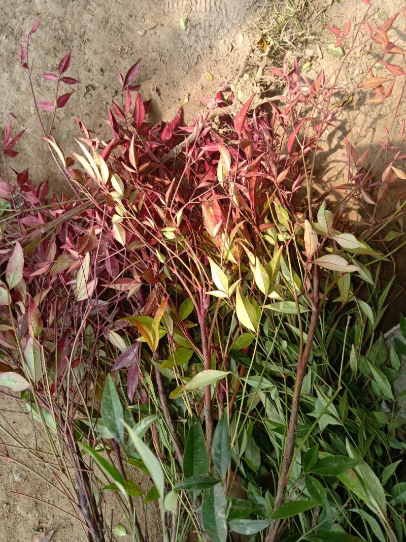 【基地发货】南天竹红天竹工程苗35/60高绿篱的调节师价低