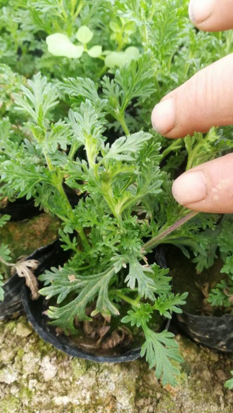 优质美女樱大量现货供应，质量保证，信誉保证