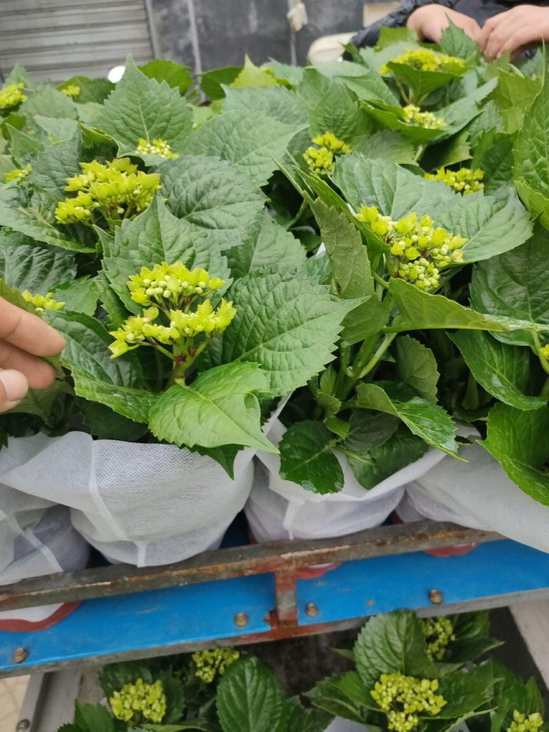 优质绣球（八仙花），无尽夏大量现货供应。质量保证！