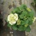 优质绣球（八仙花），无尽夏大量现货供应。质量保证！