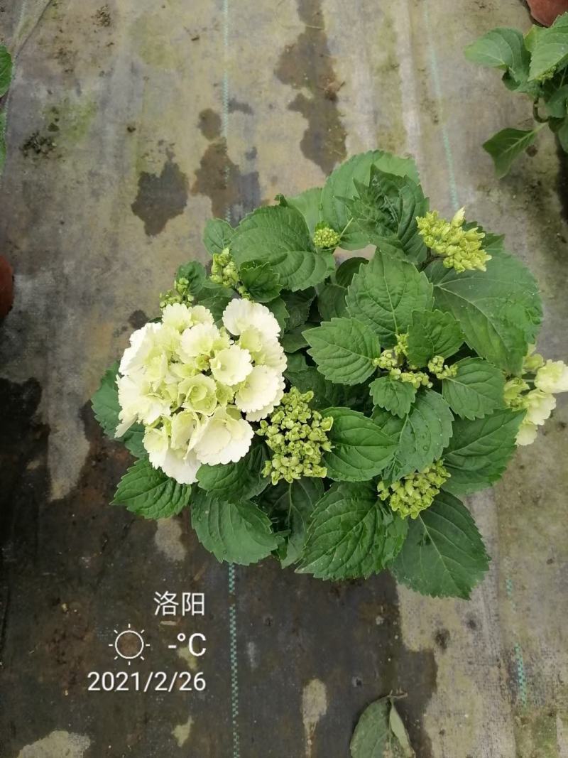 优质绣球（八仙花），无尽夏大量现货供应。质量保证！