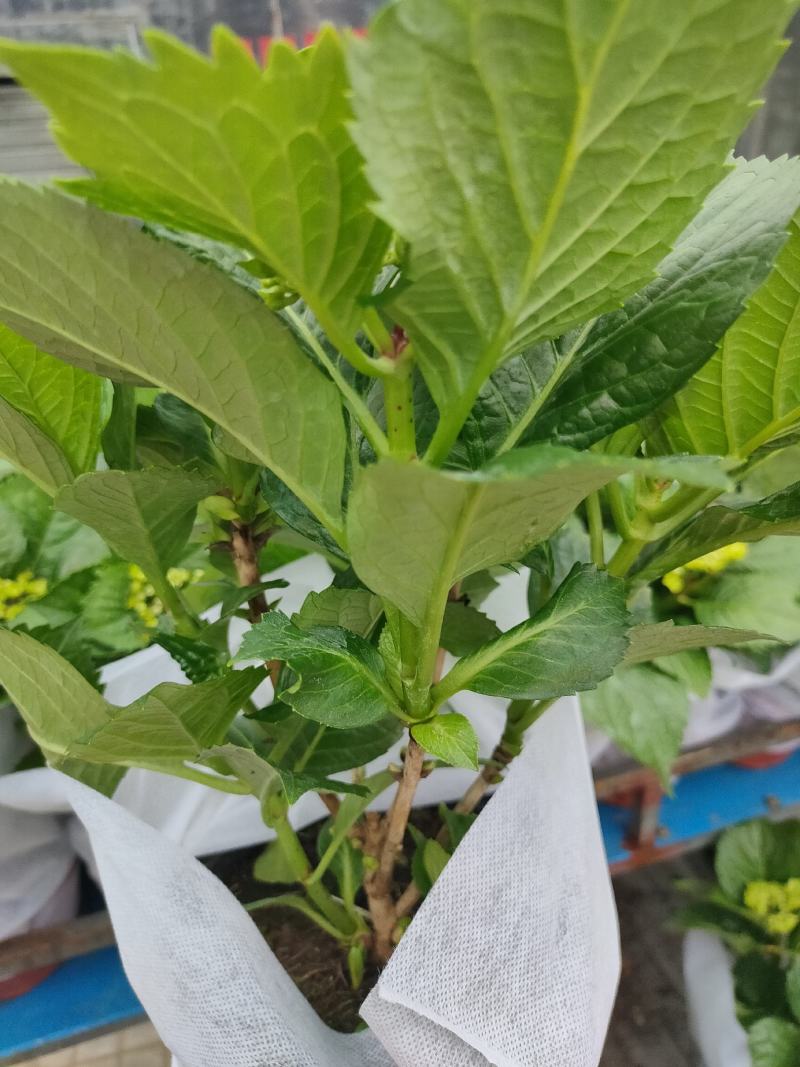 优质绣球（八仙花），无尽夏大量现货供应。质量保证！