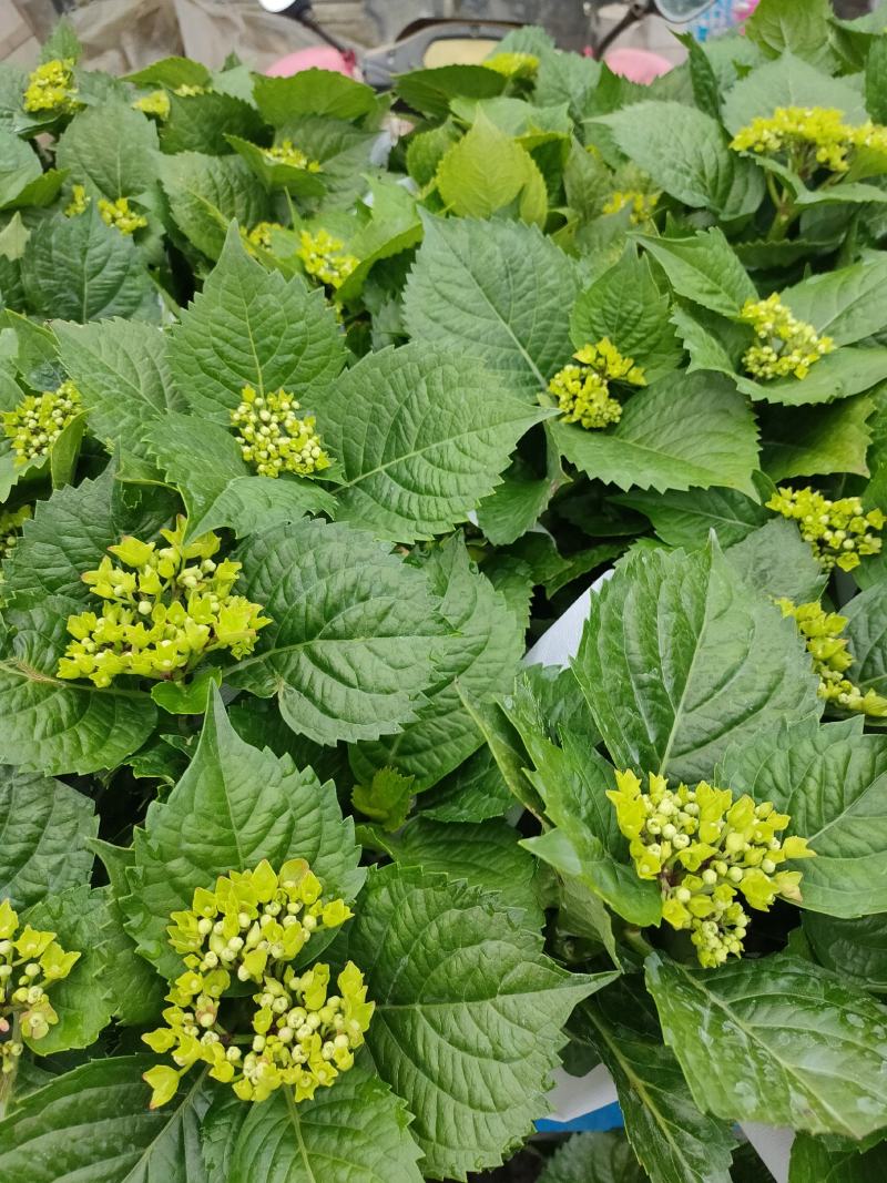 优质绣球（八仙花），无尽夏大量现货供应。质量保证！