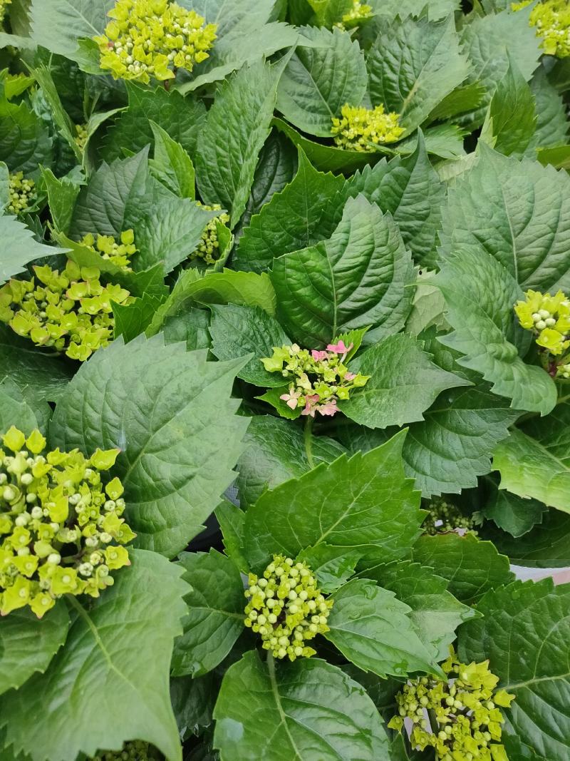 优质绣球（八仙花），无尽夏大量现货供应。质量保证！