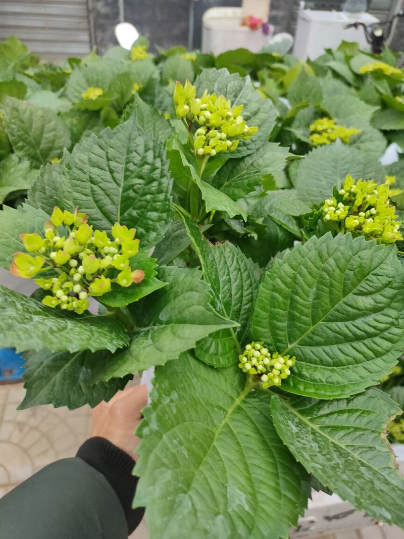 优质绣球（八仙花），无尽夏大量现货供应。质量保证！