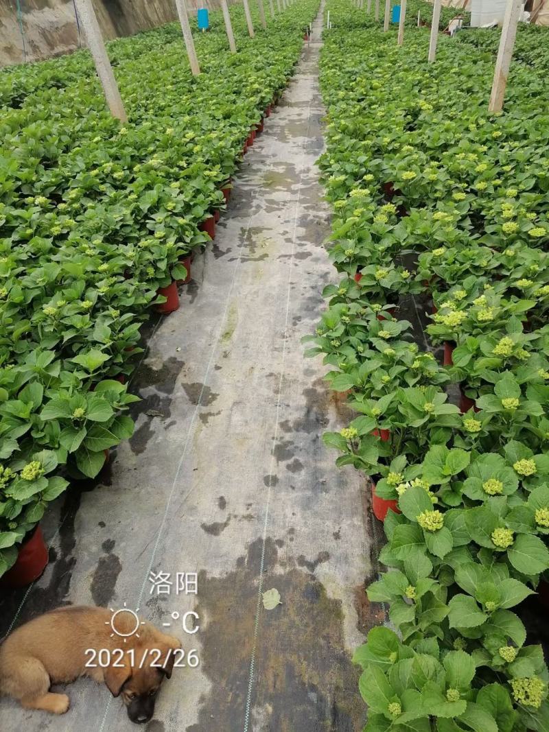 优质绣球（八仙花），无尽夏大量现货供应。质量保证！