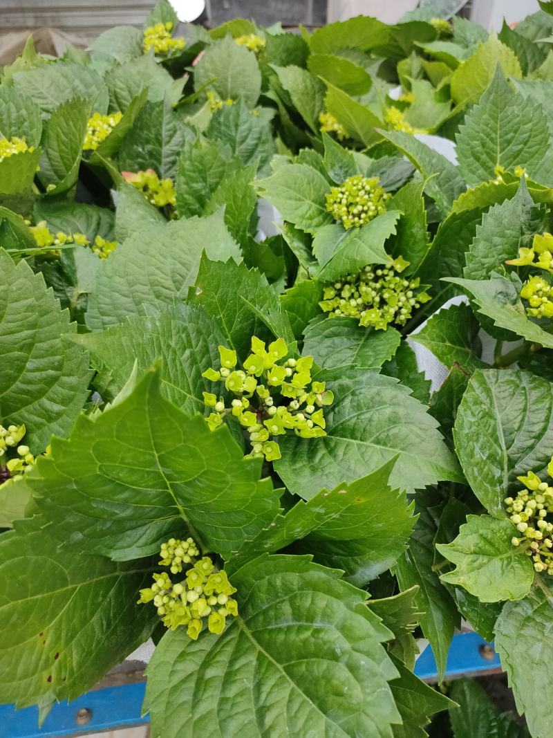 优质绣球（八仙花），无尽夏大量现货供应。质量保证！