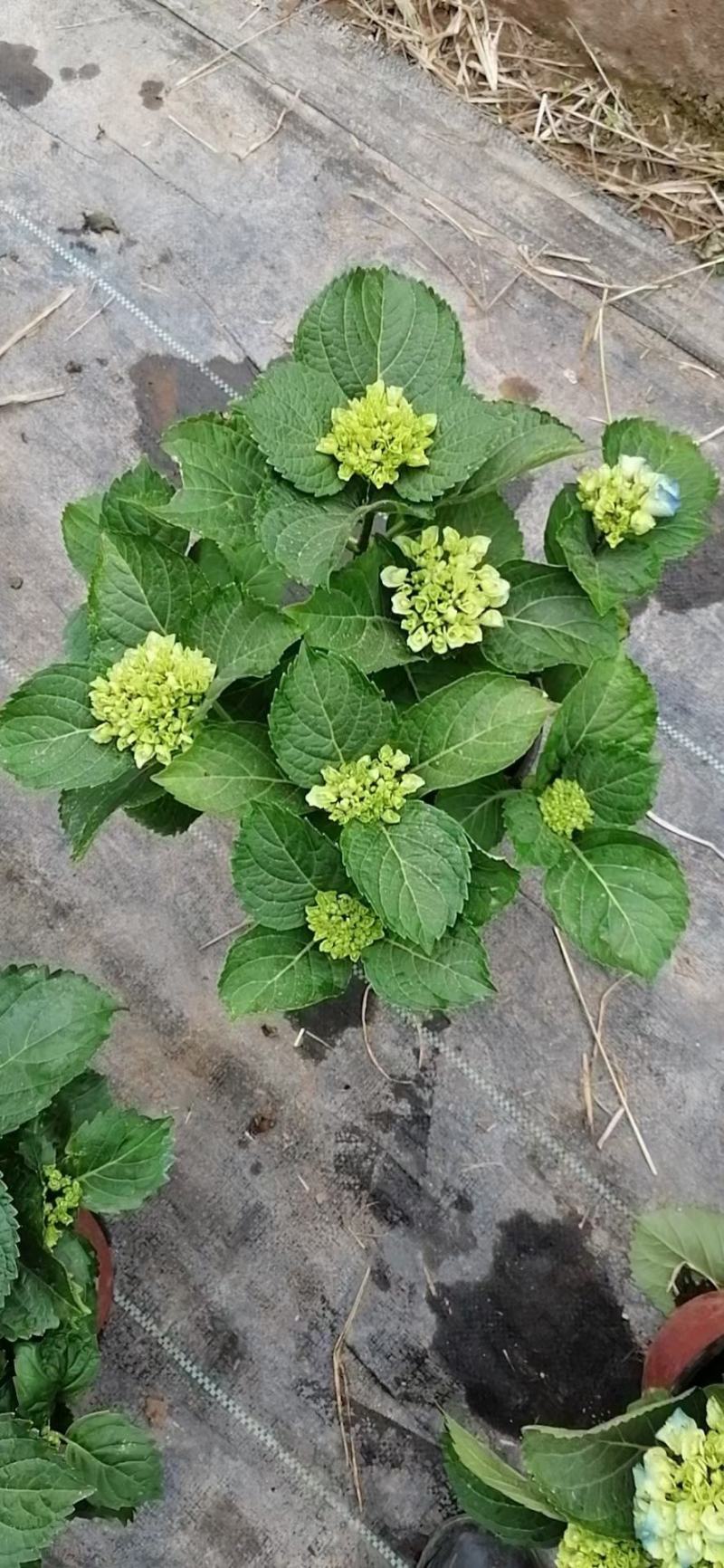 优质绣球（八仙花），无尽夏大量现货供应。质量保证！