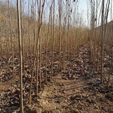 樱花苗单樱小苗，樱花树苗日本樱花苗嫁接早樱晚樱