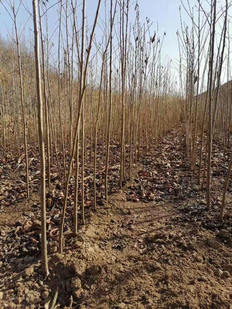 樱花苗单樱小苗，樱花树苗日本樱花苗嫁接早樱晚樱