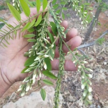 槐花产地直发一手代办餐桌上的美味代发全国