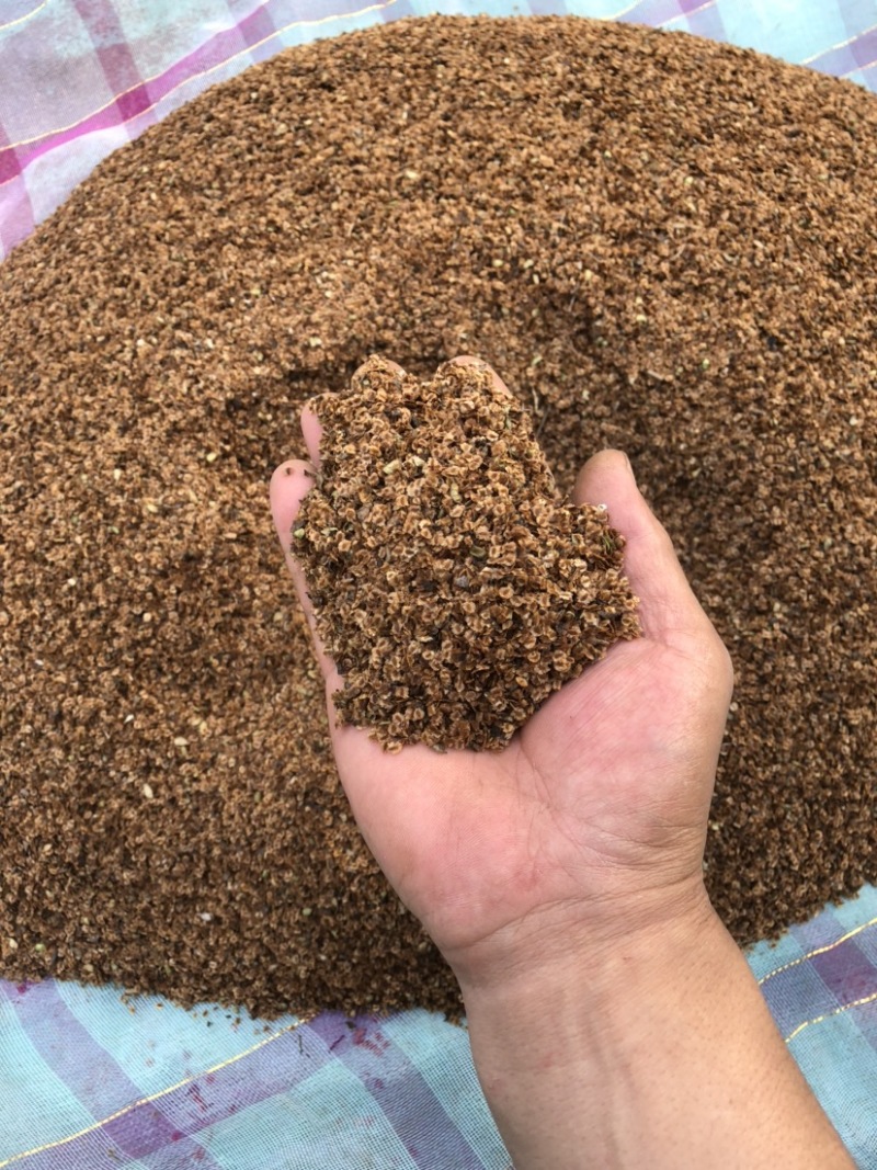 出售升麻种子种苗，长年提供，当地大三叶苦龙芽