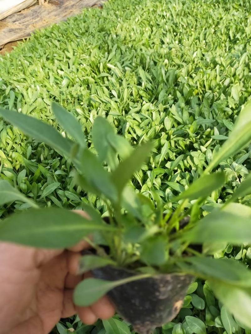 优质地被菊，金鸡菊大量现货供应，质量保证，信誉保证！