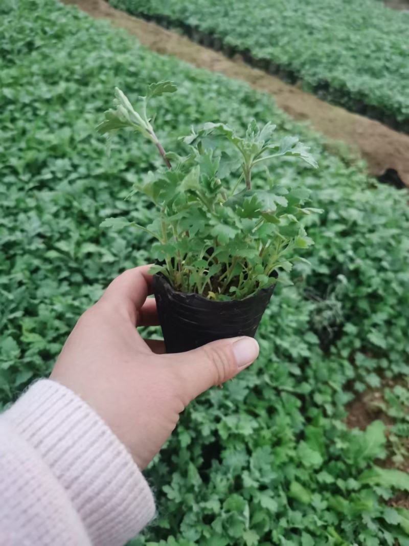 优质地被菊，金鸡菊大量现货供应，质量保证，信誉保证！