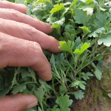 优质地被菊，金鸡菊大量现货供应，质量保证，信誉保证！