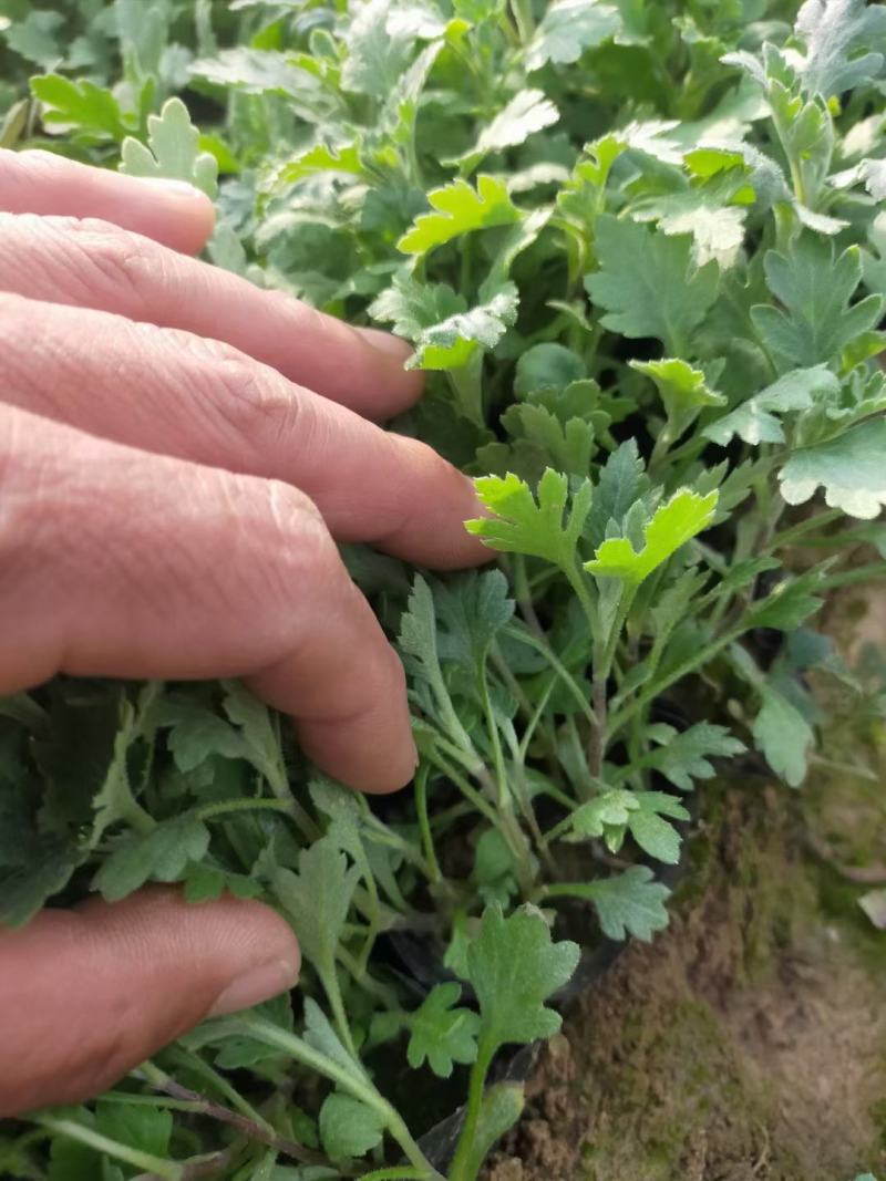 优质地被菊，金鸡菊大量现货供应，质量保证，信誉保证！
