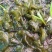 地皮菜新鲜现采现卖野菜地达菜地软雷公菌天仙菜雷公屎地耳木