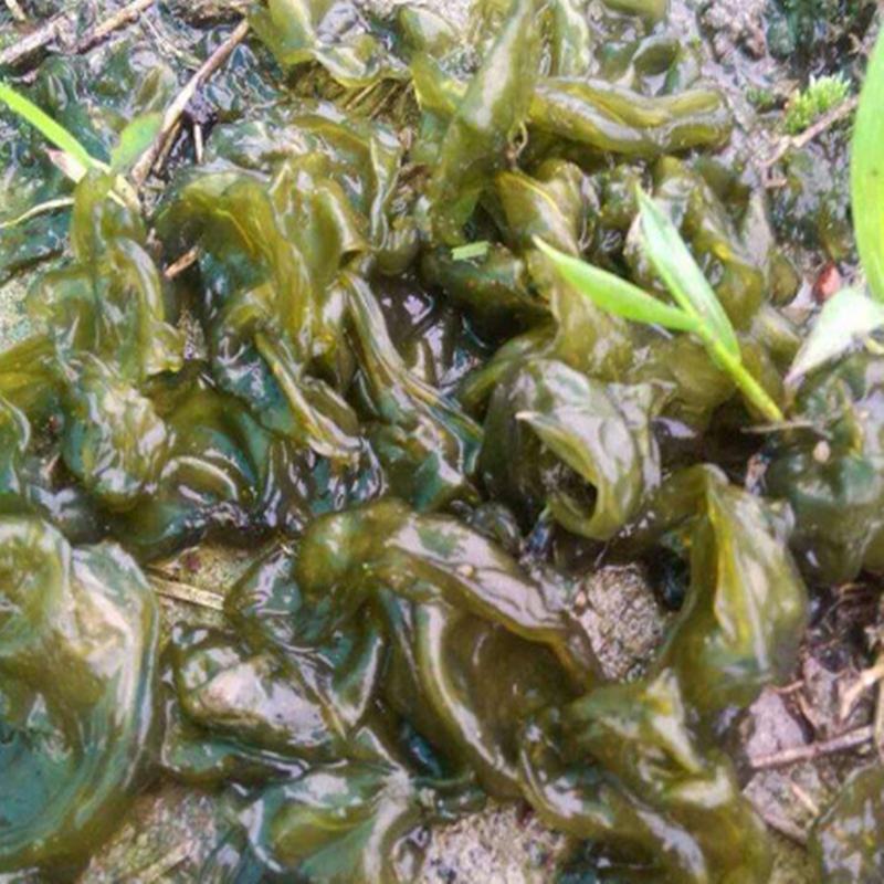 地皮菜新鲜现采现卖野菜地达菜地软雷公菌天仙菜雷公屎地耳木