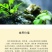 地皮菜新鲜现采现卖野菜地达菜地软雷公菌天仙菜雷公屎地耳木