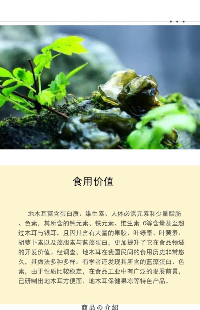 地皮菜新鲜现采现卖野菜地达菜地软雷公菌天仙菜雷公屎地耳木