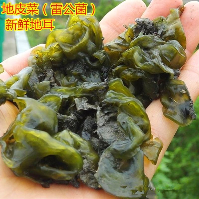 地皮菜新鲜现采现卖野菜地达菜地软雷公菌天仙菜雷公屎地耳木