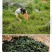 地皮菜新鲜现采现卖野菜地达菜地软雷公菌天仙菜雷公屎地耳木