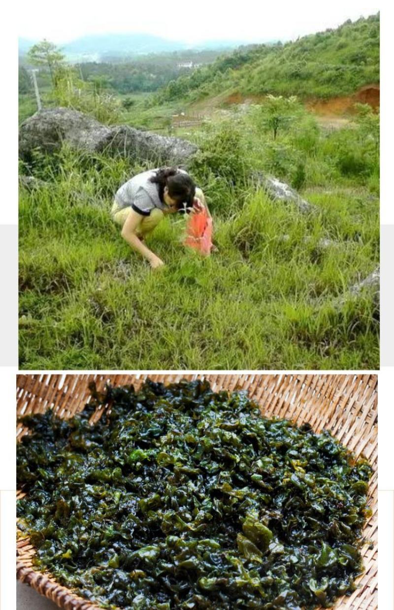 地皮菜新鲜现采现卖野菜地达菜地软雷公菌天仙菜雷公屎地耳木