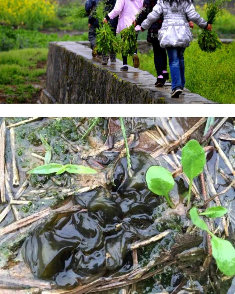地皮菜新鲜现采现卖野菜地达菜地软雷公菌天仙菜雷公屎地耳木