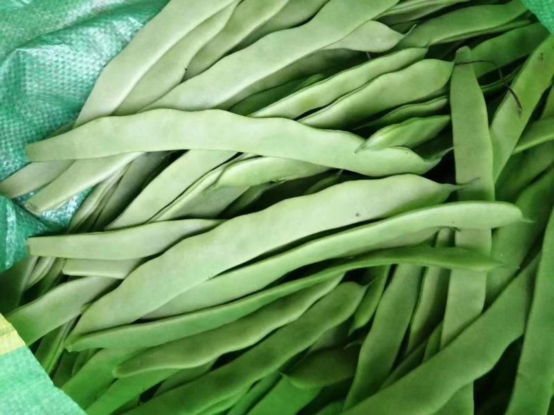 山东莘县精品扁豆，大量上市，代收代发全国各地，包装齐全